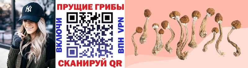 дарнет шоп  Гулькевичи  Псилоцибиновые грибы GOLDEN TEACHER 