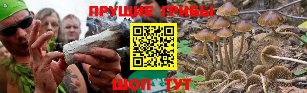 Псилоцибиновые грибы GOLDEN TEACHER  цена   Гулькевичи  Галлюциногенные грибы Psilocybine cubensis 